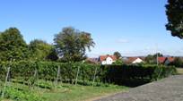 Rheinhessen2016Siefersheim50.jpg